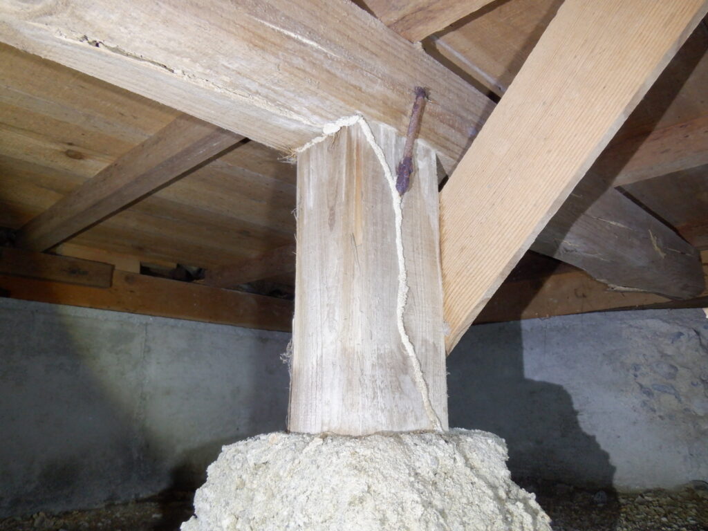 シロアリの蟻道