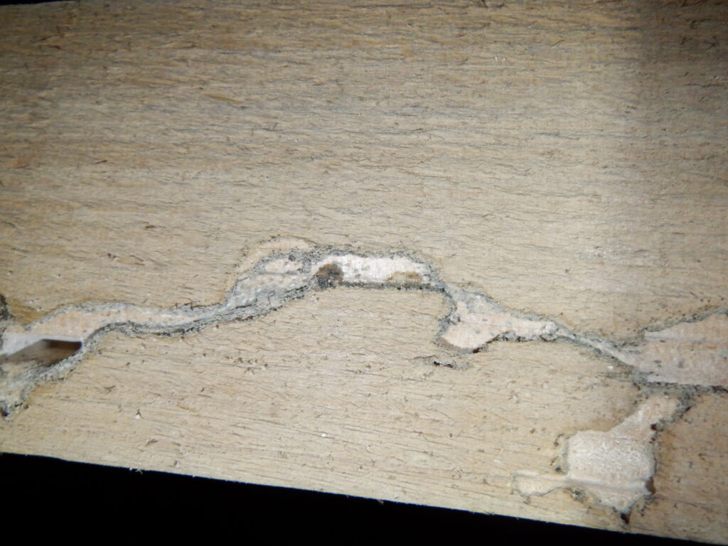 シロアリの通り道