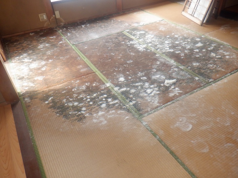 雨漏れで畳にカビが発生