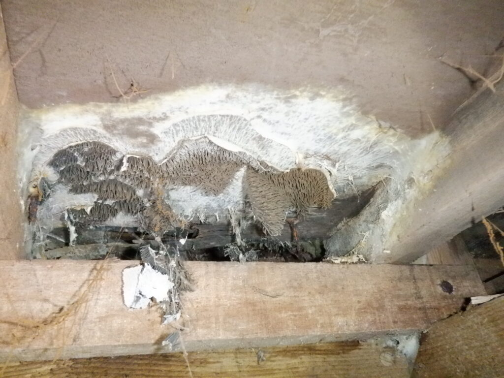 床下の湿気が多いところの木材にカビが生えてる画像
気持ち悪い画像なので注意が必要