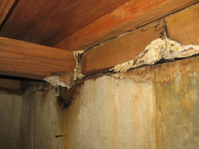 腐朽菌が発生した床下の木材