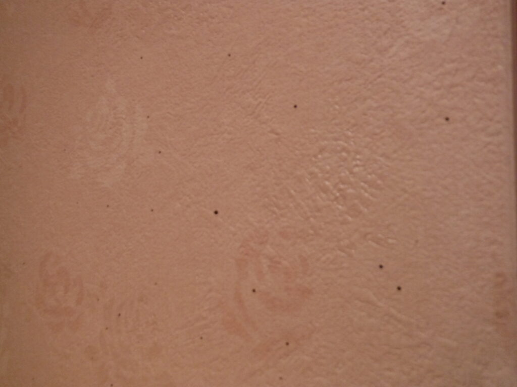 キクイムシが出てきた穿孔穴