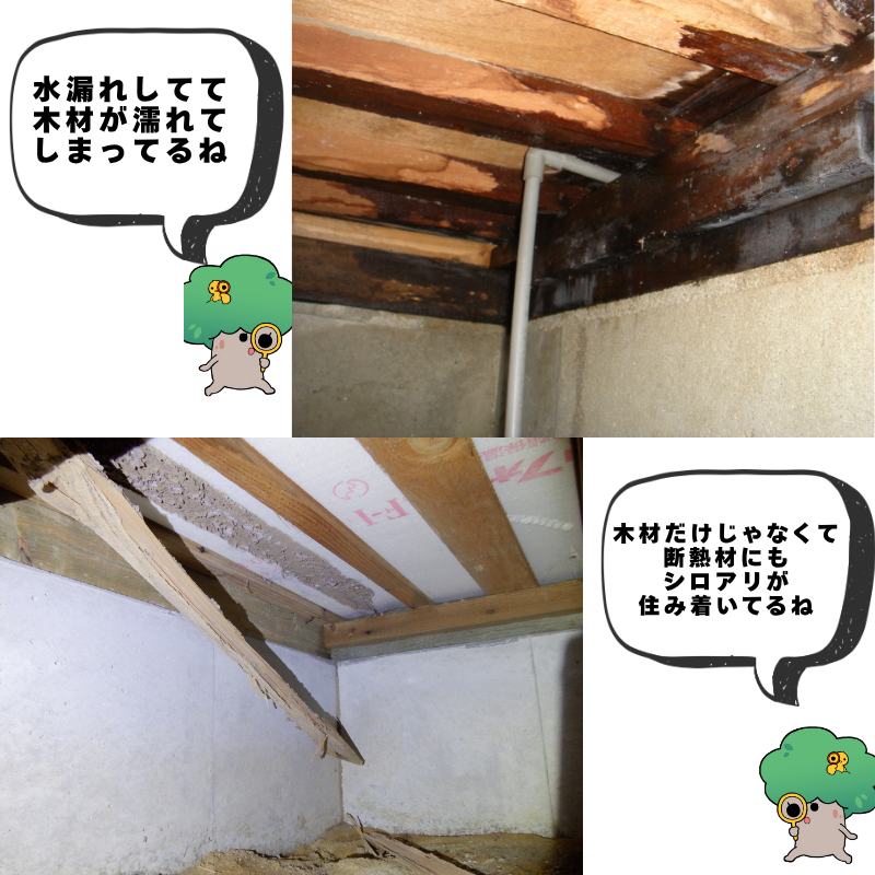 水漏れして床下の木材が濡れている画像と床下の断熱材にシロアリが巣を作ってる画像